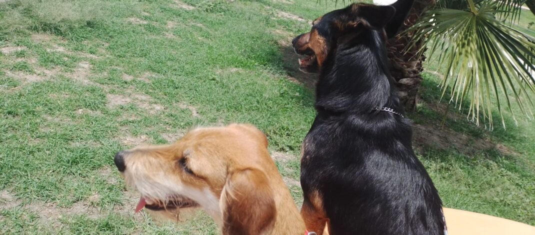 GOBIERNO DE PUEBLA PIDE REGISTRAR A TU MASCOTA LO MÁS PRONTO POSIBLE
