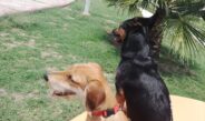 GOBIERNO DE PUEBLA PIDE REGISTRAR A TU MASCOTA LO MÁS PRONTO POSIBLE