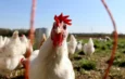 Riesgo global de la gripe aviar se mantiene “bajo”