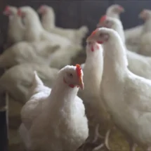 Hay que vigilar la gripe aviar H5N1