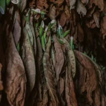 Cultivo de tabaco dinamiza economías en Venezuela