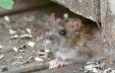 Cumbre nacional sobre ratas urbanas en Nueva York