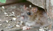 Cumbre nacional sobre ratas urbanas en Nueva York