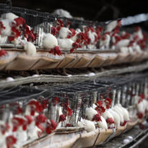 Tercer caso humano de gripe aviar en EE.UU.