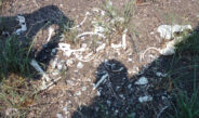 FUE LOCALIZADO EN TAMAULIPAS UN CAMPO DE EXTERMINIO
