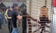 Dos hombres fueron detenidos por transportar un mono capuchino, un caimán de anteojos y una serpiente burmes